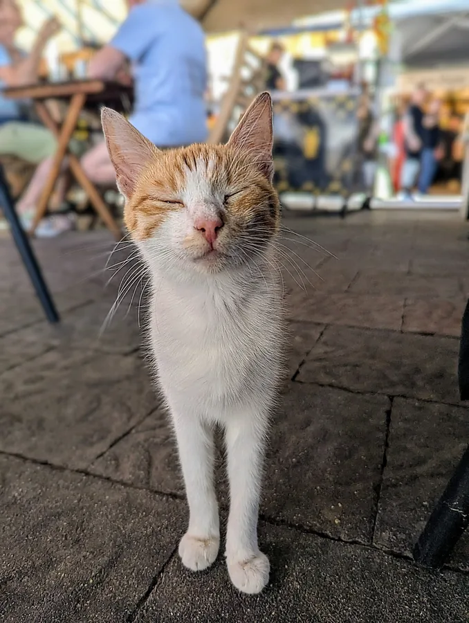 A cat in a Tuscan piazza