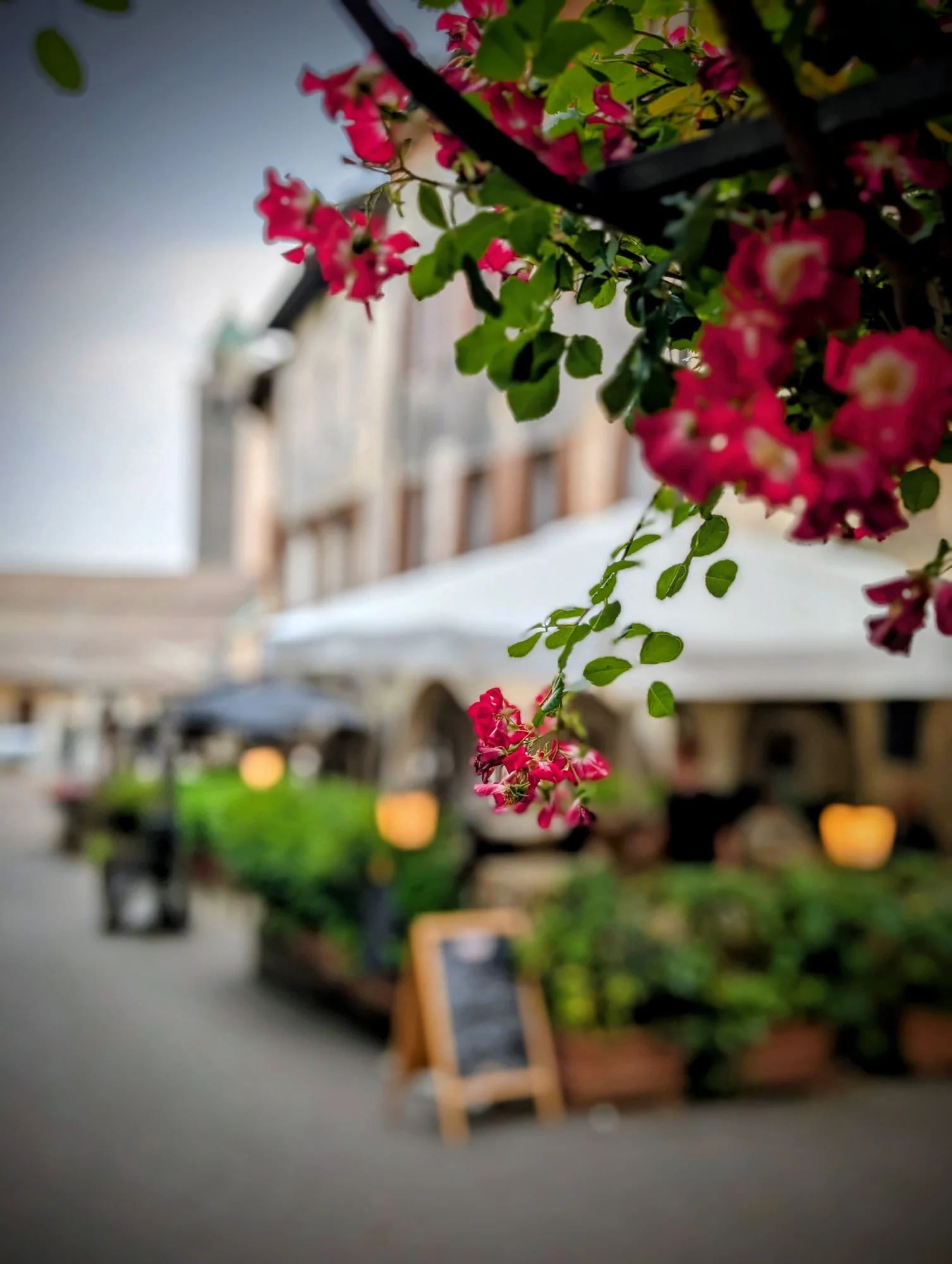 Beneath the bougainvillea on a café terrace